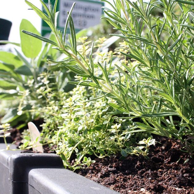 New sustainable herb planter as part of our plant range Plantscape