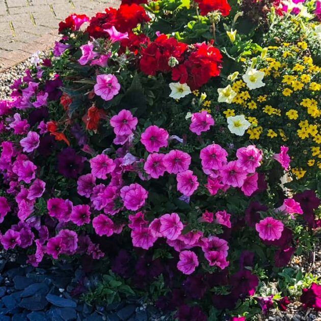 Peat-free Compost - Plantscape