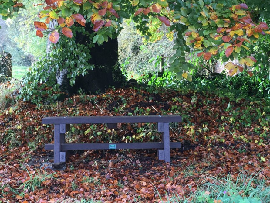 Trail bench under a tree