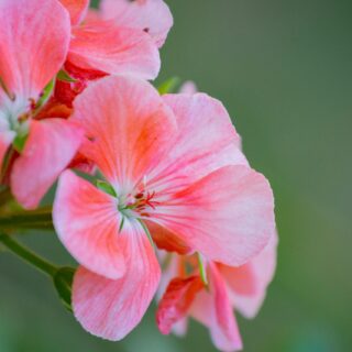 pink flower