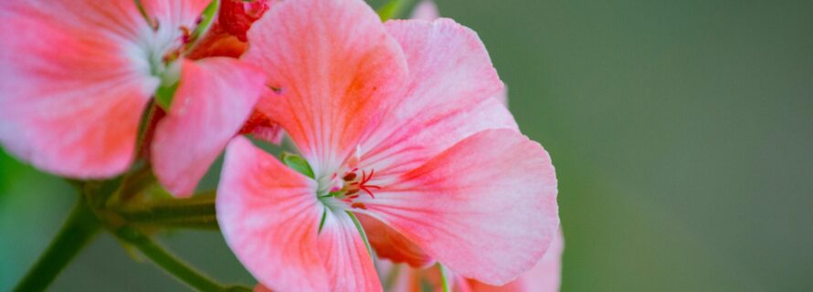 pink flower