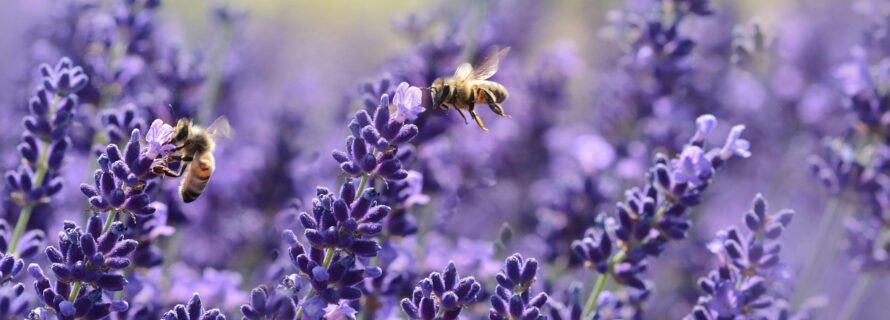 purple flowers and bees