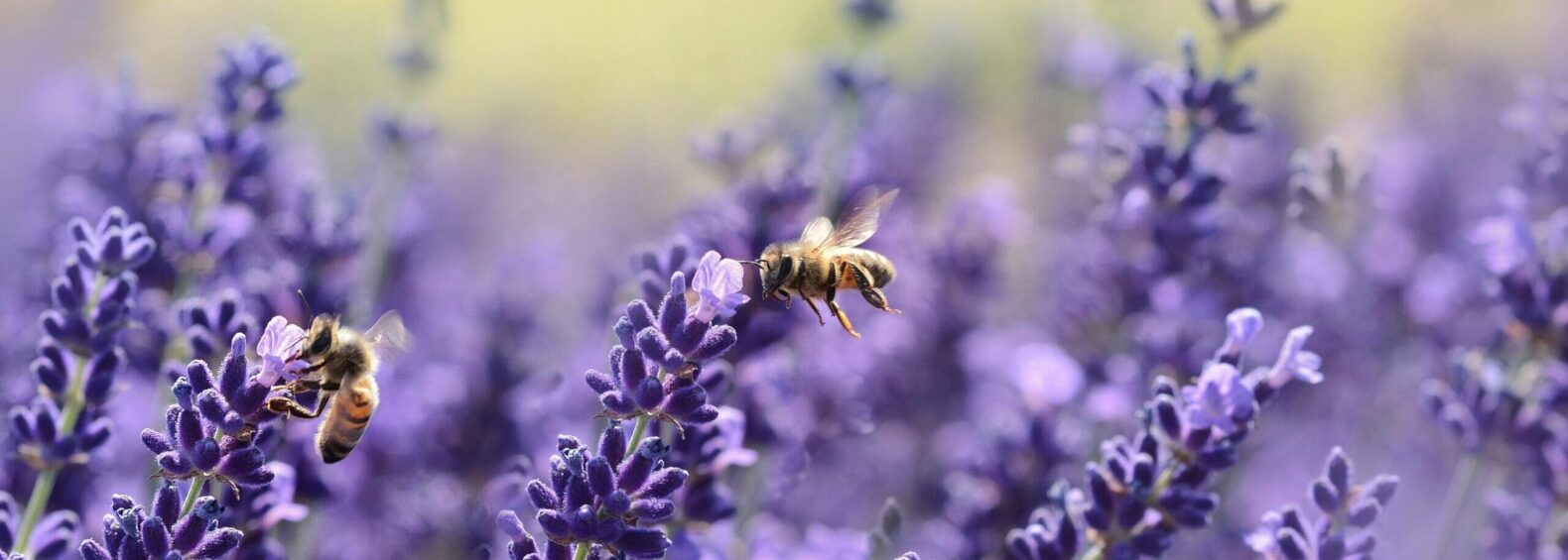 purple flowers and bees