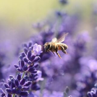 purple flowers and bees