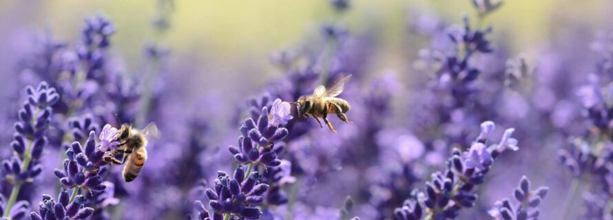 purple flowers and bees