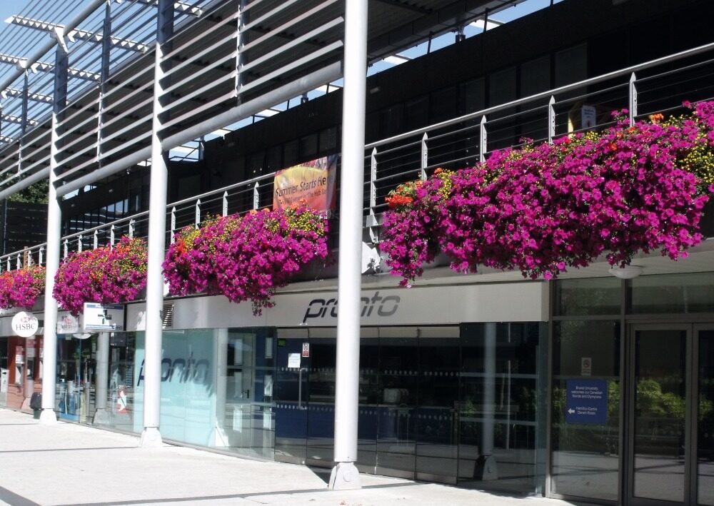 pink flowers above shop