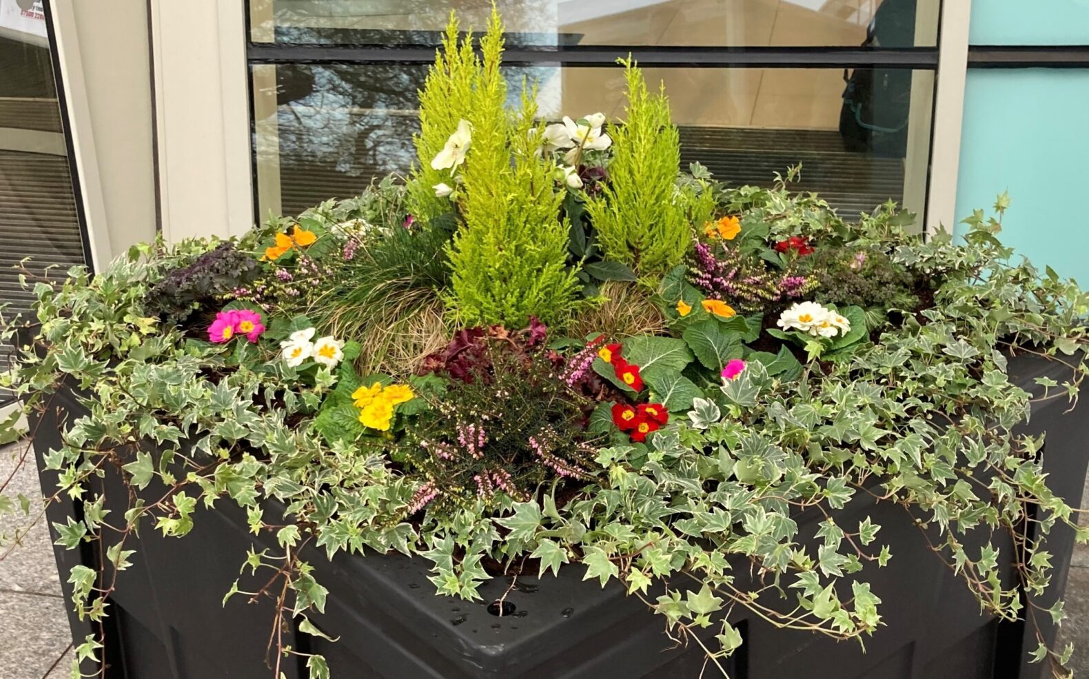 Premium Winter Display Plants