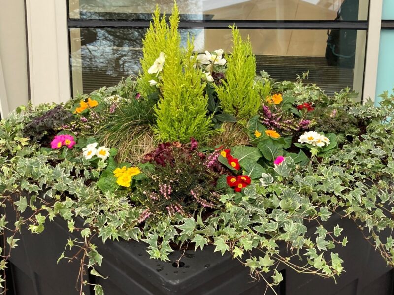 Premium Winter Display Plants