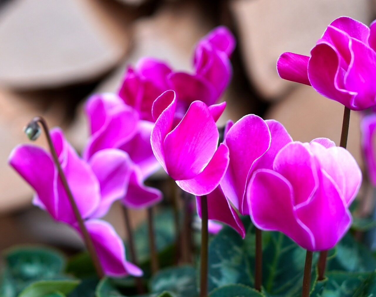 pink flower Cyclamen