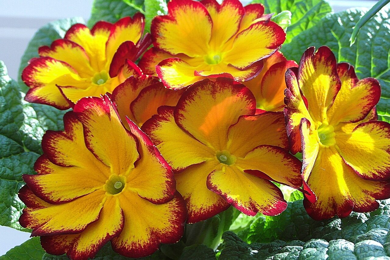 yellow and red Primrose flower