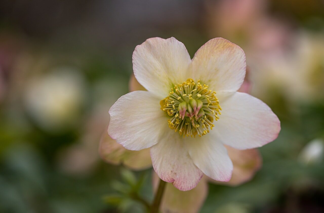 white and pink flower