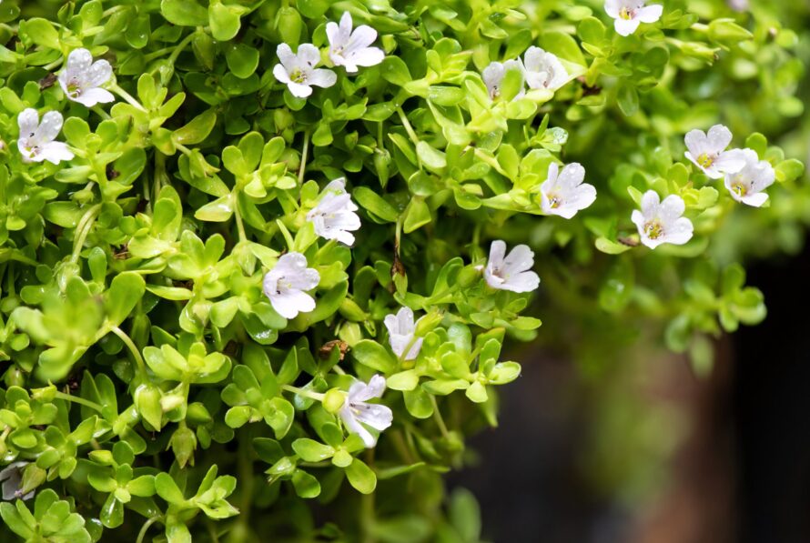 white flower