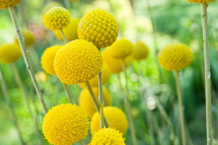 yellow round flower