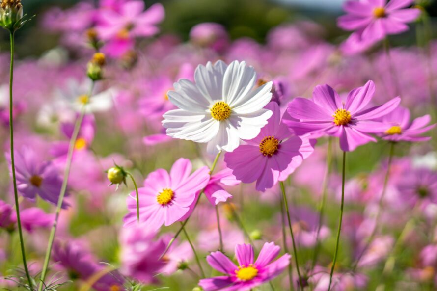 Cosmos,Flowers,,Autumn,Season,Image