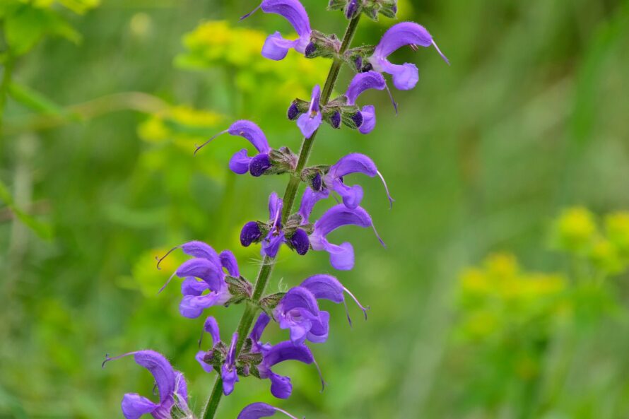 Salvia,Pratensis,,The,Meadow,Clary,Or,Meadow,Sage,,Is,A