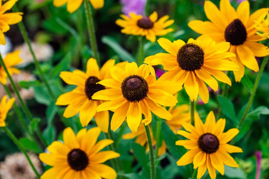 Rudbeckia,Fulgida,Sort,Goldsturm:,Rudbeckia,With,Yellow,Flowers,Blooms,In