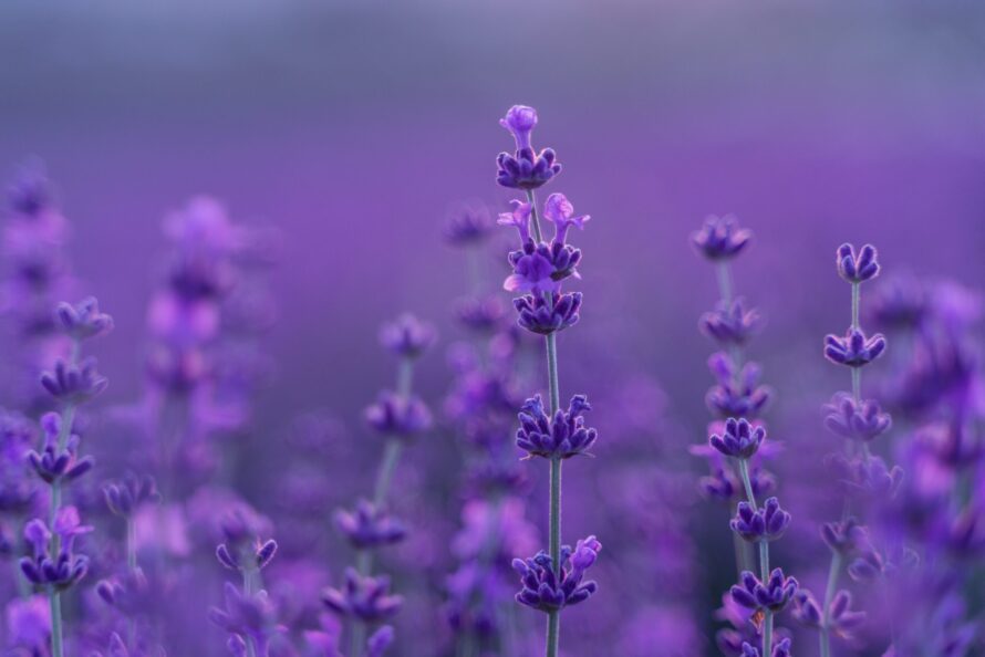 Lavender,Flower,Field.,Violet,Lavender,Field,Sanset,Close,Up.,Lavender