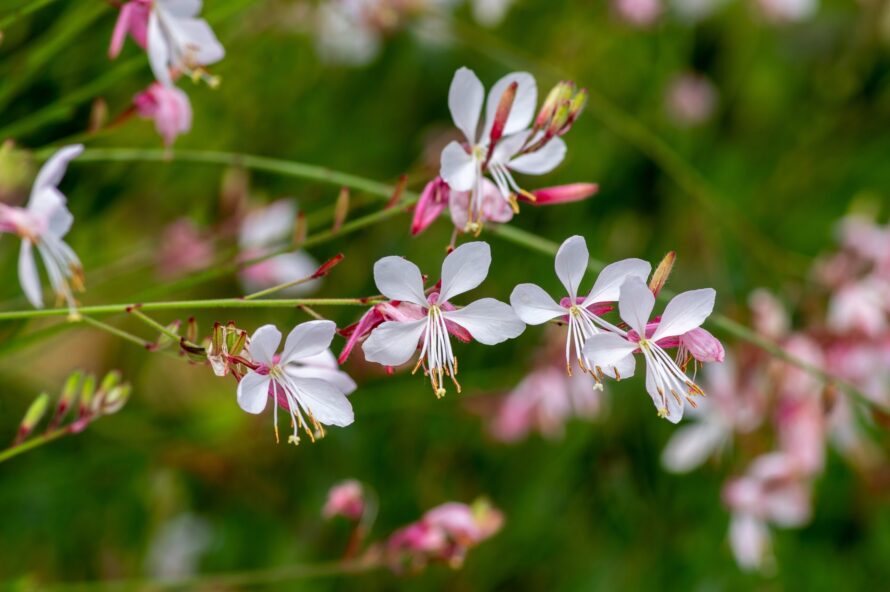 Gaura,Lindheimeri,Clockweed,Beeblossom,Whirling,Butterflies,Bright,White,Flowers,Petals