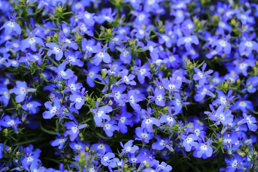 blue flower