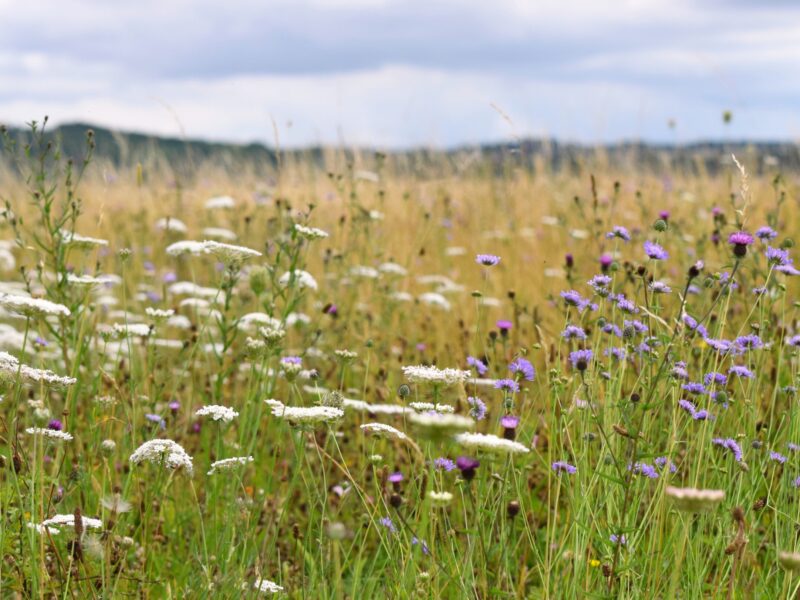 Uk meadow