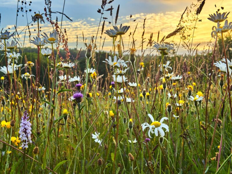 native wildflower meadow