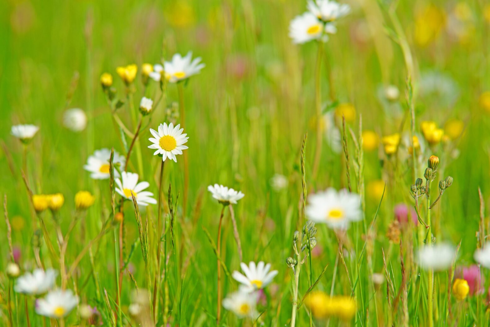 Oxeye,Daisy,,Leucanthemum,Vulgare,,With,Diffused,Background,Of,Spring,Buttercups,