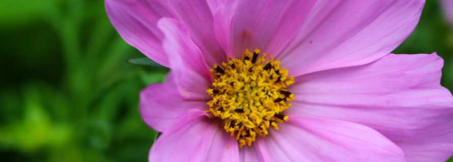 Close up of purple flower