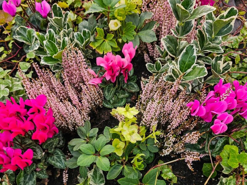 Plantscape Image Block Year with Stratford In Bloom7