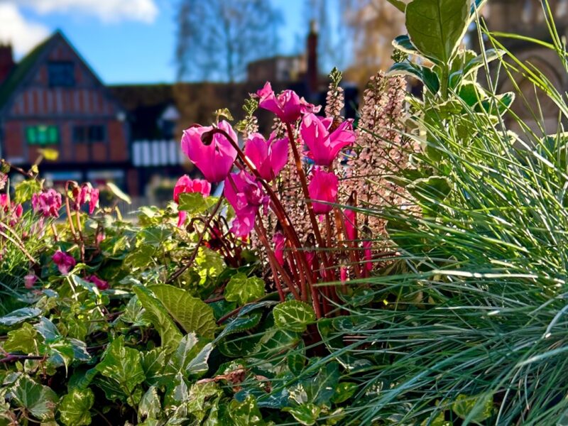 2Plantscape Image Block Year with Stratford In Bloom5