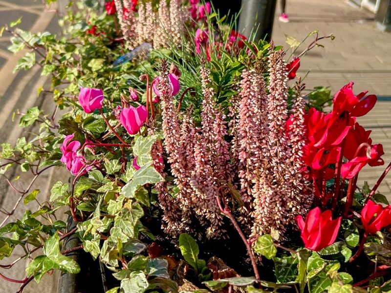 2Plantscape Image Block Year with Stratford In Bloom3