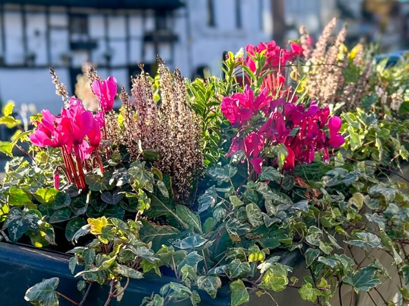 2Plantscape Image Block Year with Stratford In Bloom2